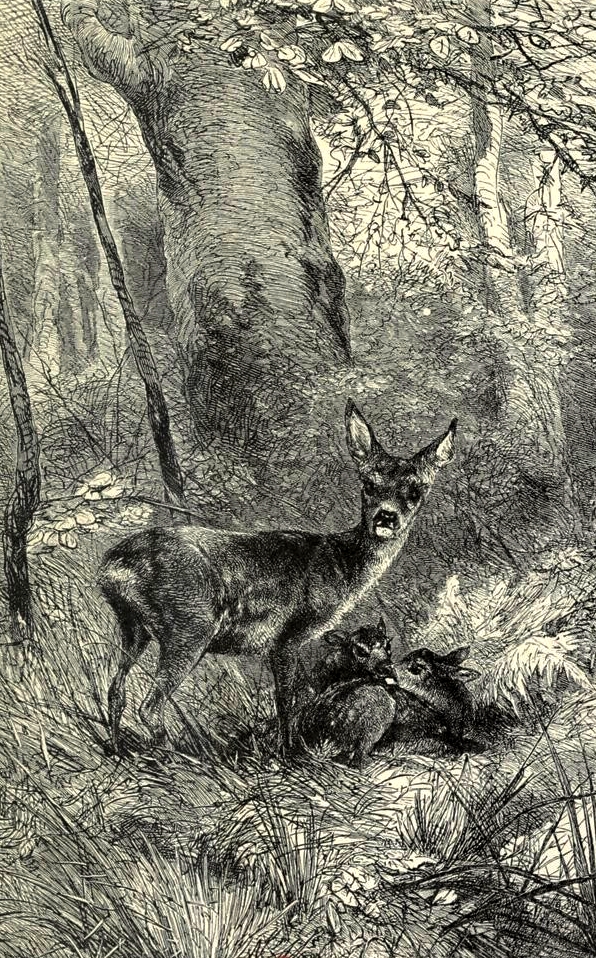 Illustration tirée de La Chasse du chevreuil - Comte de Chabot (1879) - Firmin-Didot (Paris) - BnF (Gallica) (5)